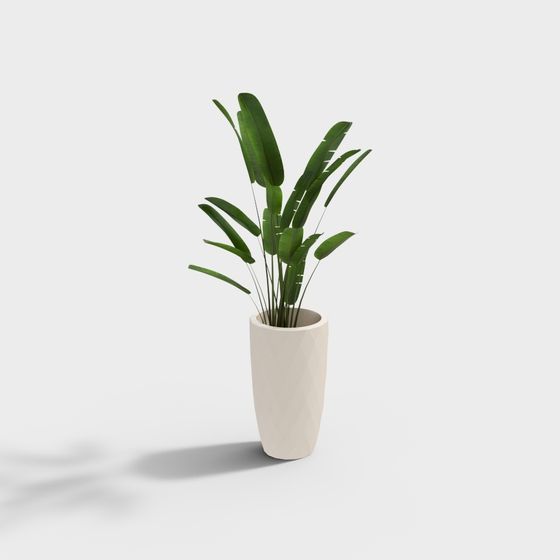 Tropical Plant in Pot 3D model