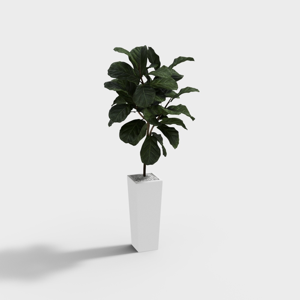 Realistic Fiddle Leaf Fig Tree 3D Model – Detailed Low-Poly Plant