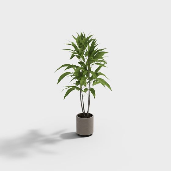 Realistic Bamboo Potted Plant 3D model