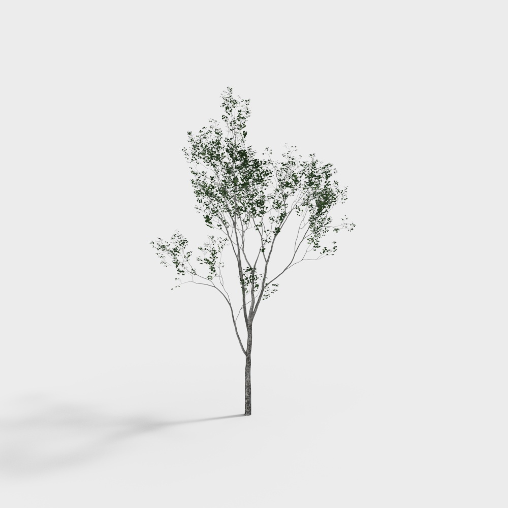 arbre 014