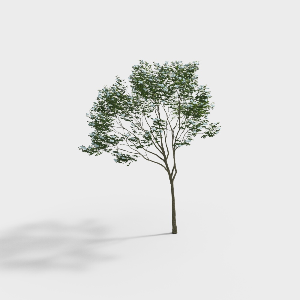 tree 019