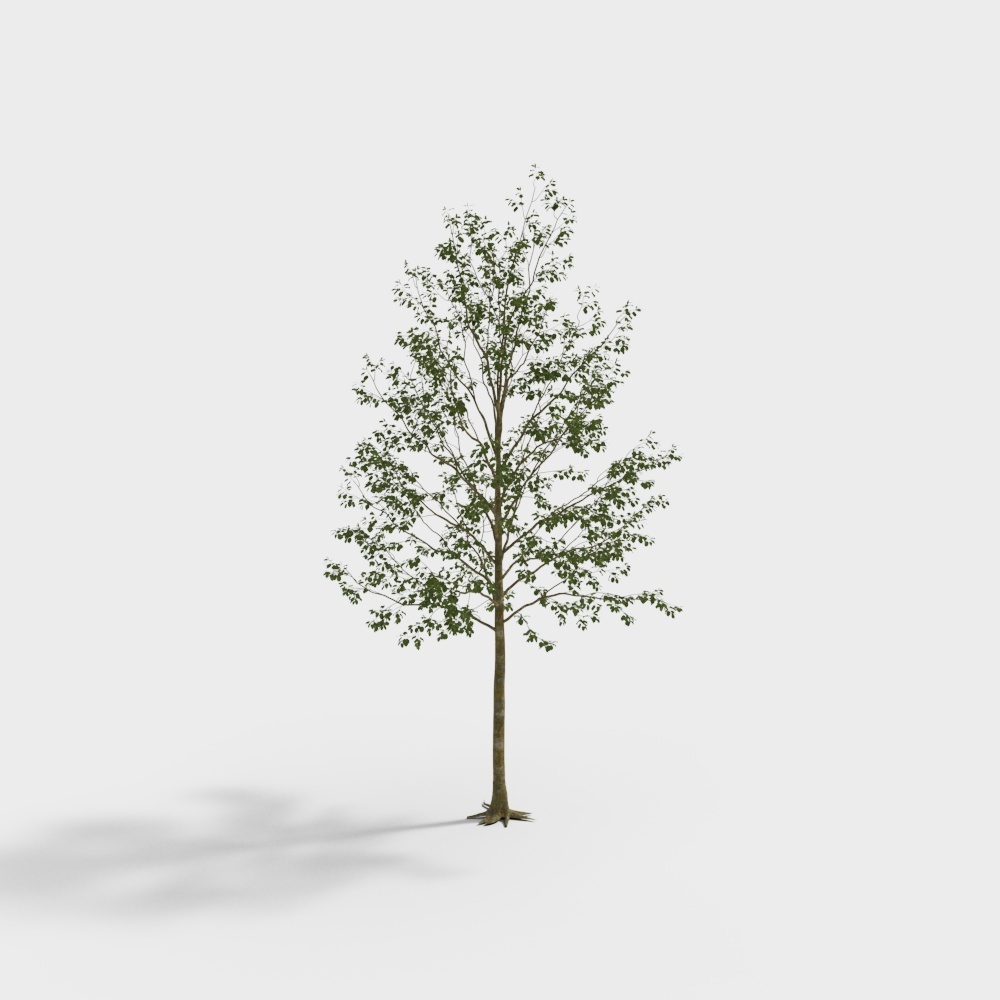 Albero 024