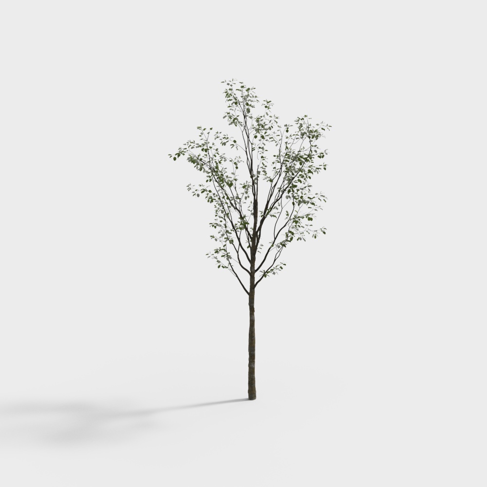 tree 023