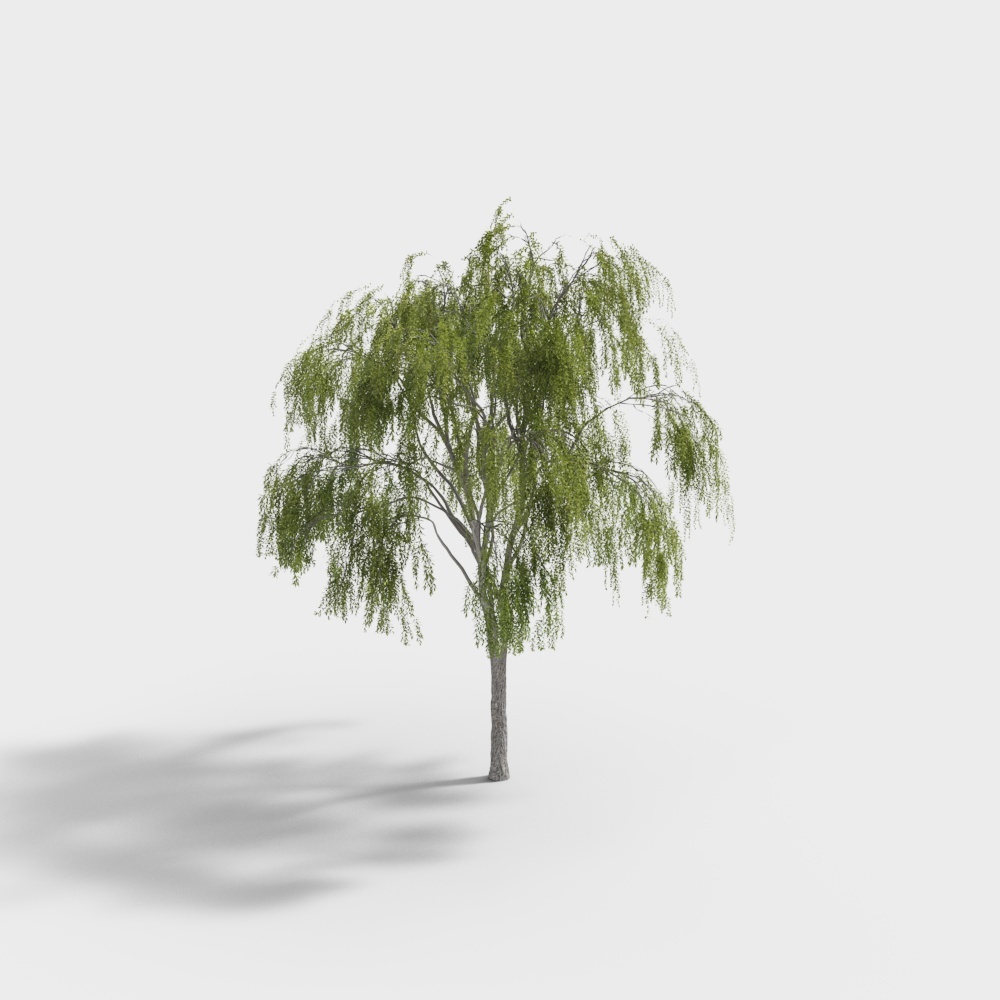 Realistic Weeping Willow Tree 3D Model