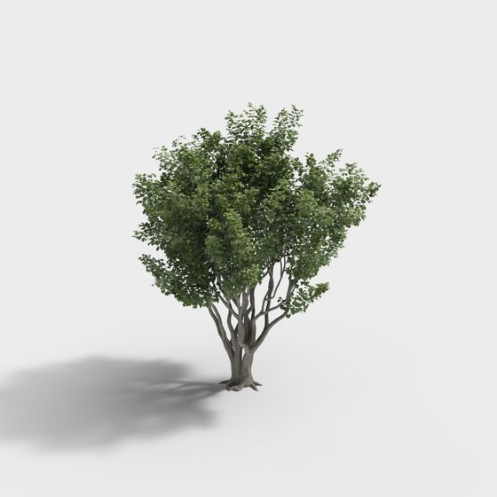 Forest Guardian 3D Model