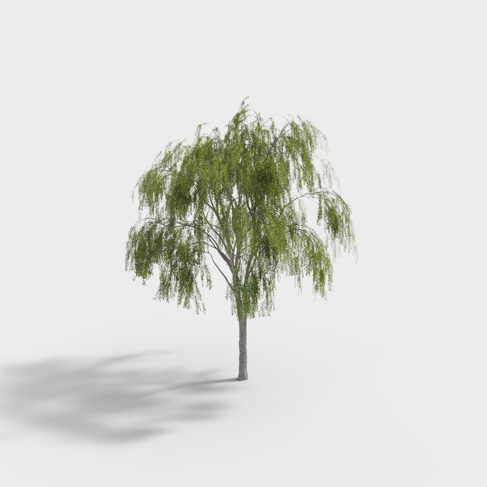 Realistic Weeping Willow Tree 3D model