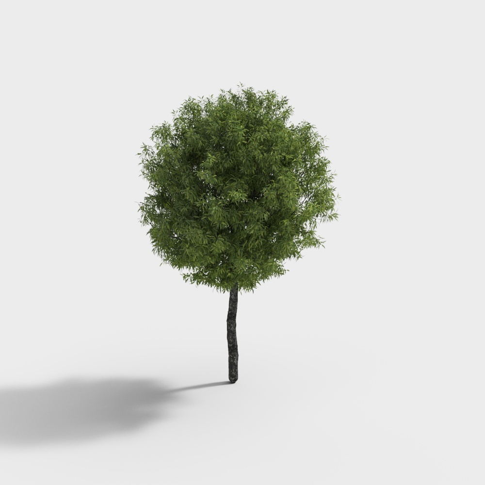 tree 078