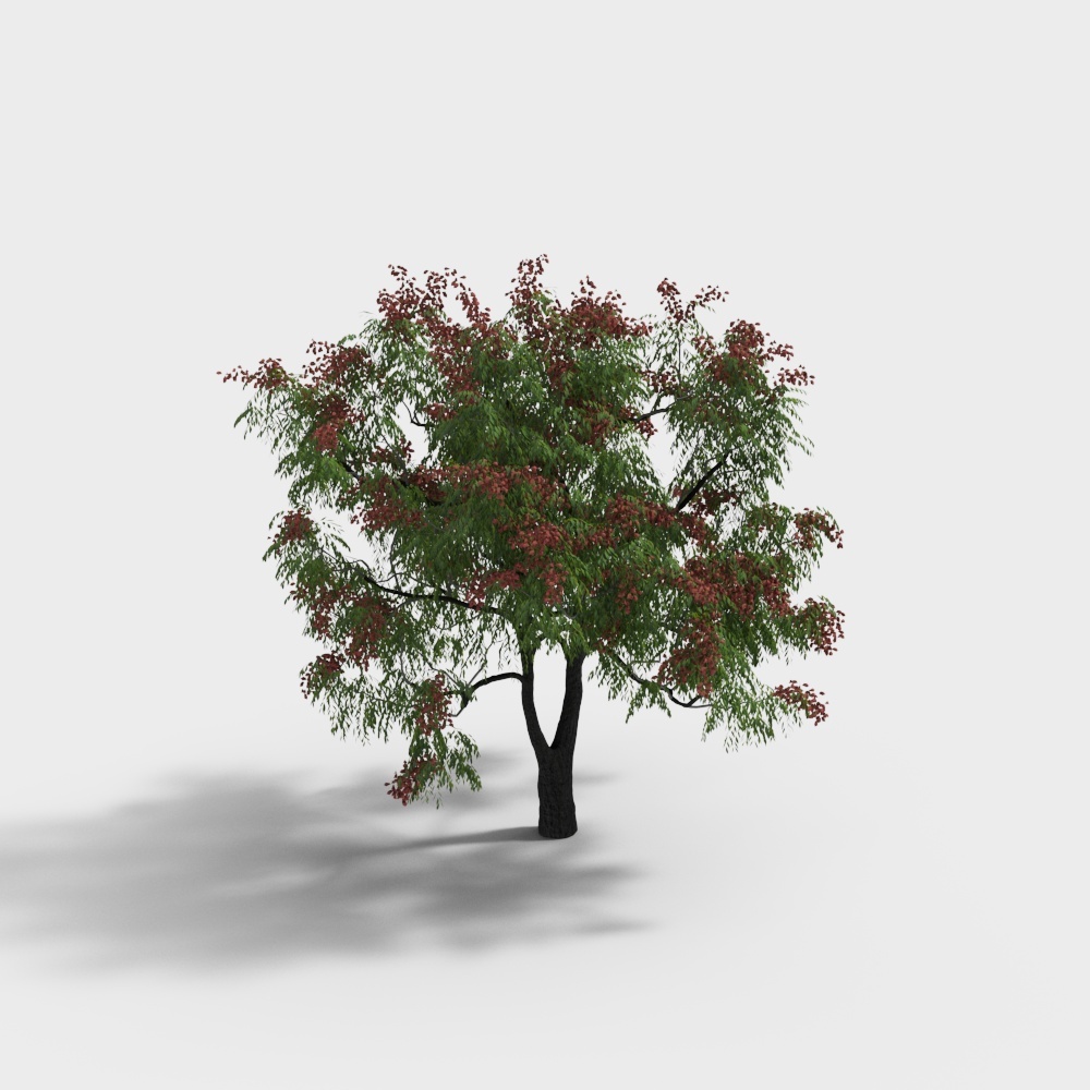 tree 062