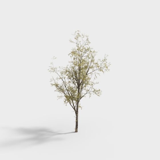 Realistic Low-Poly Tree 3D model