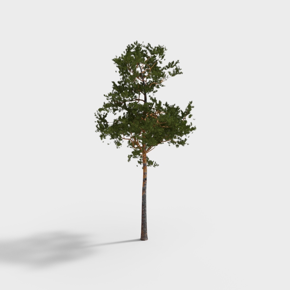 albero 150