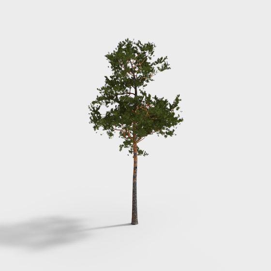 albero 150