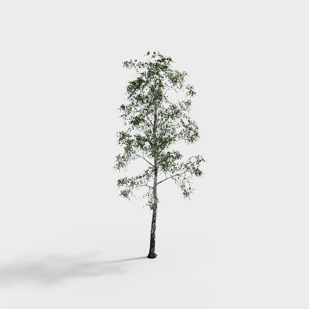 Realistic Low-Polygon 3D Birch Tree Model
