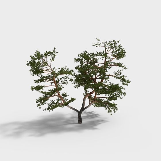albero 165