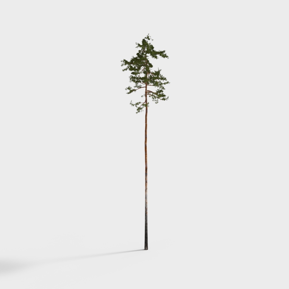 Realistic Low-Polygon Pine Tree 3D model
