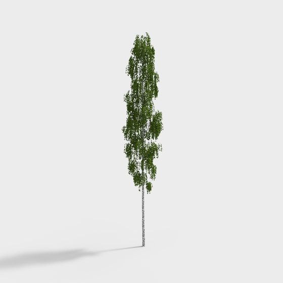 Lifelike Birch Tree 3D model for Natural Settings