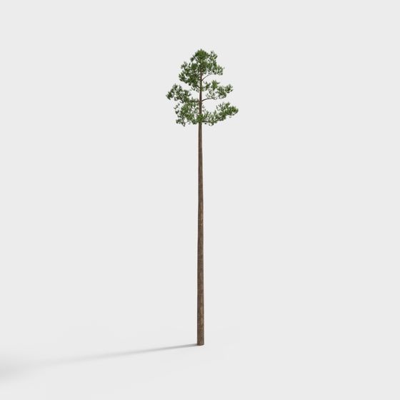 Realistic Pine Tree 3D model