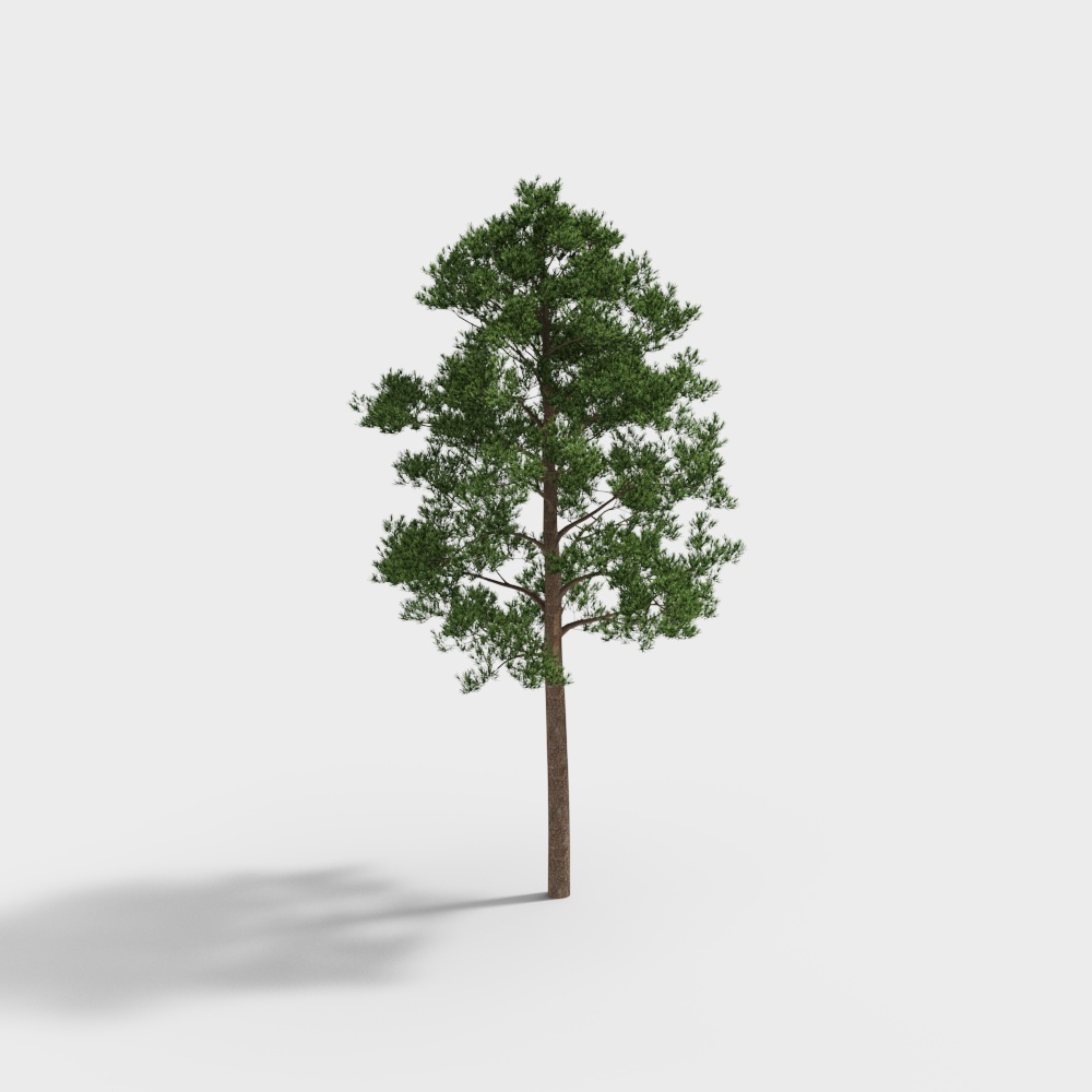 albero 186
