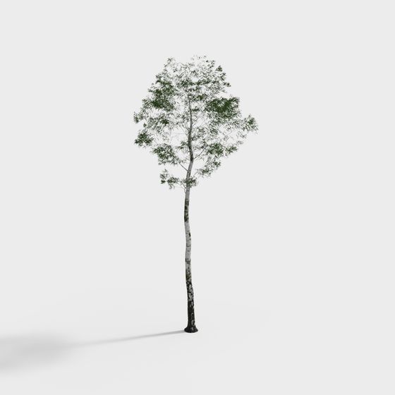 Stunning Birch Tree 3D model for Nature-Inspired Designs