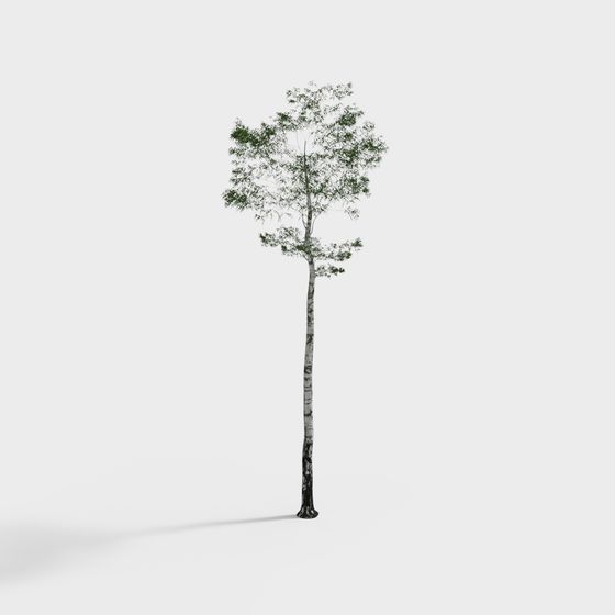 Birch Tree 3D Model - The Guardian of the Forest