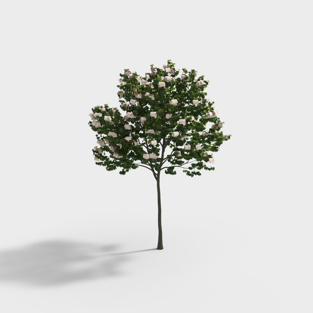 Albero 037