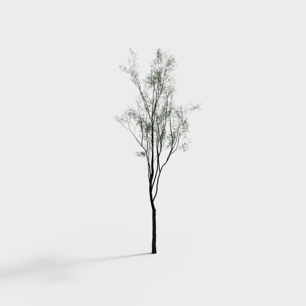tree 031