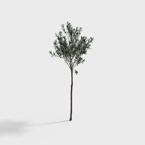 Realistic Olive Tree 3D Model for Designers