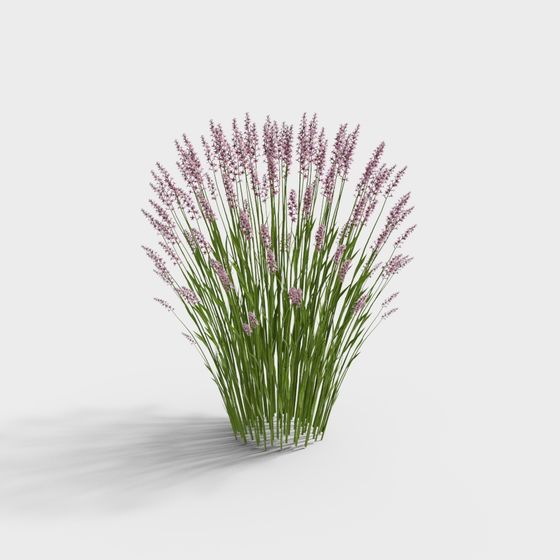 Low-Poly Lavender 3D Model