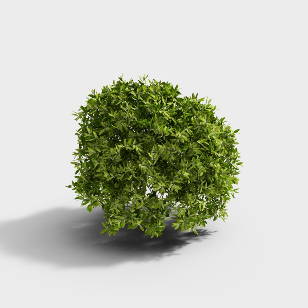 Shrub