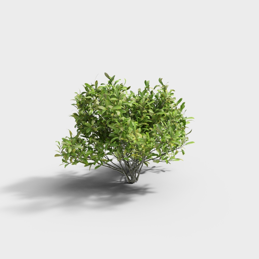 Shrub 910-3-YJ