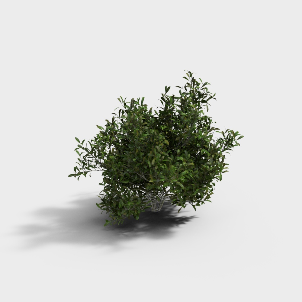 Small green leafy garden bush with dense foliage and realistic texture on white background