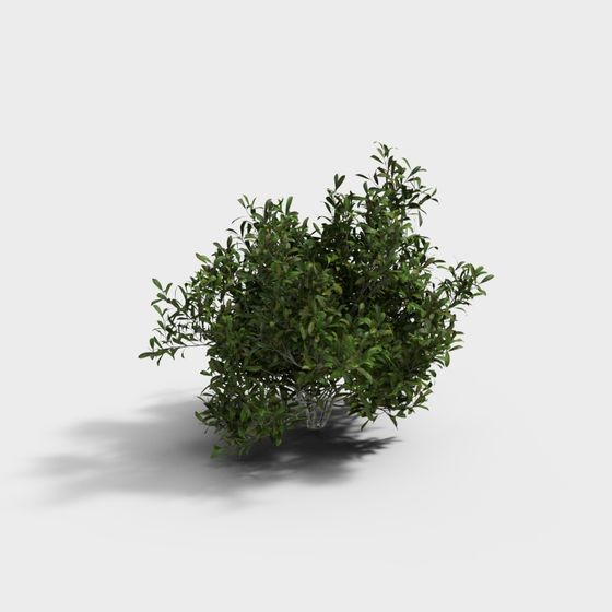 Small green leafy garden bush with dense foliage and realistic texture on white background