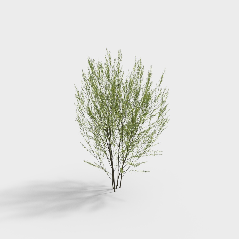 Shrub