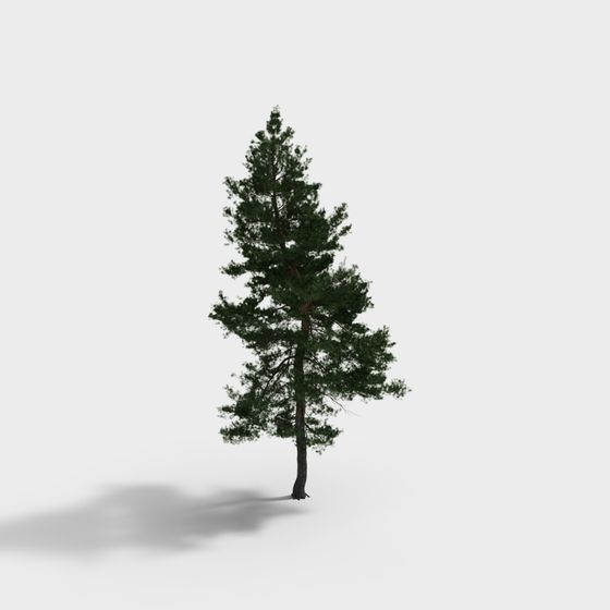 Realistic Pine Tree 3D Model