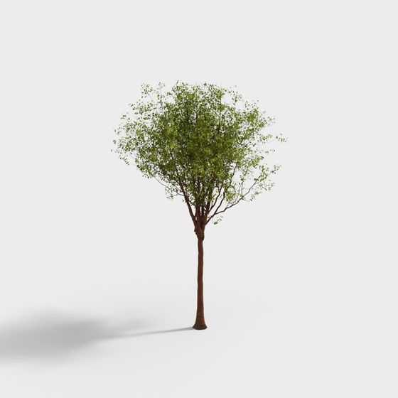 Realistic Low-Poly 3D Tree Model