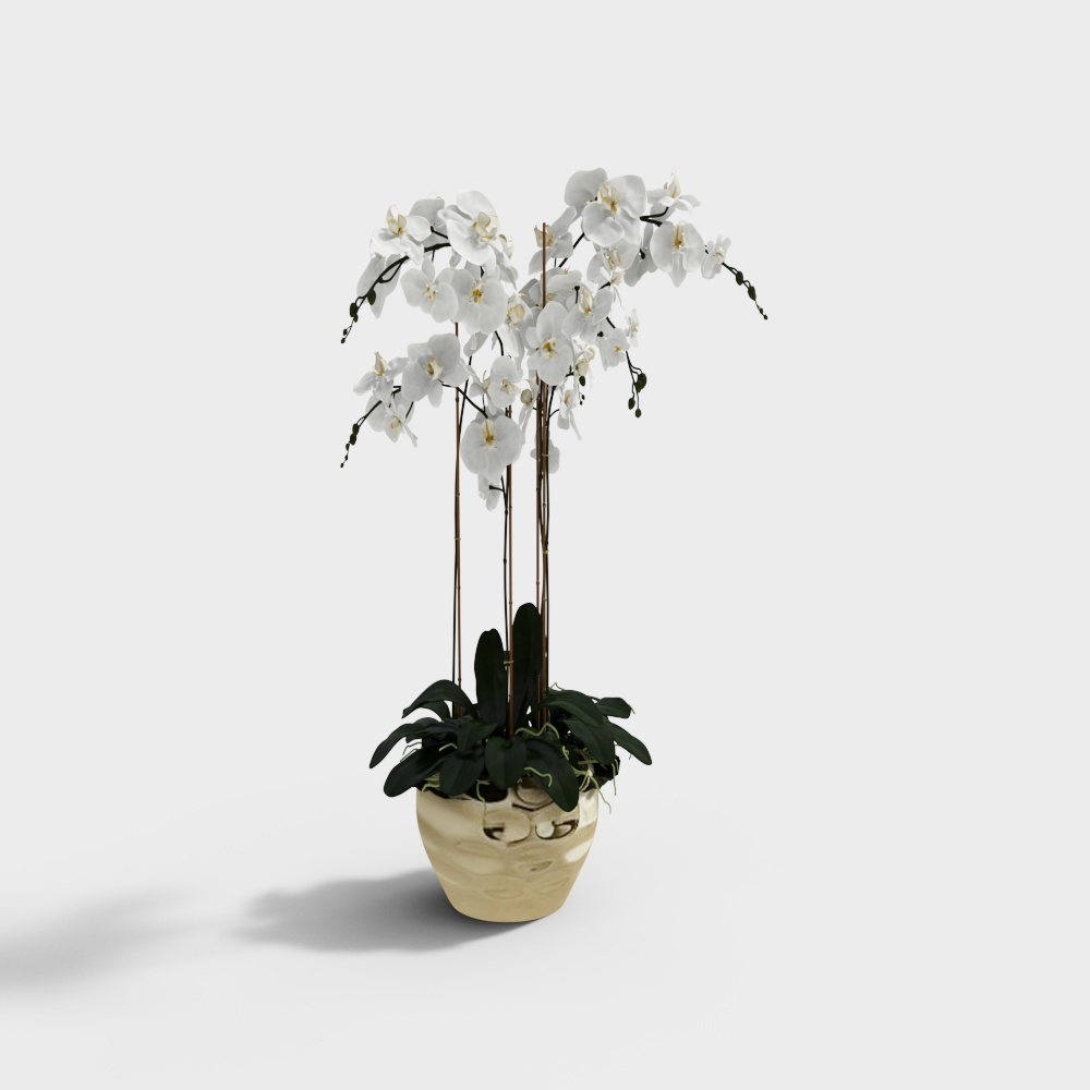 Potted white orchid plant with dark green leaves in gold ceramic pot on grey background
