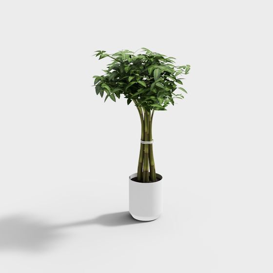 Bamboo Potted Plant 3D model
