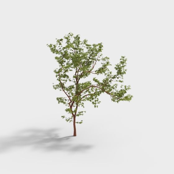 Maple Tree 3D Model in Green for Nature Themes