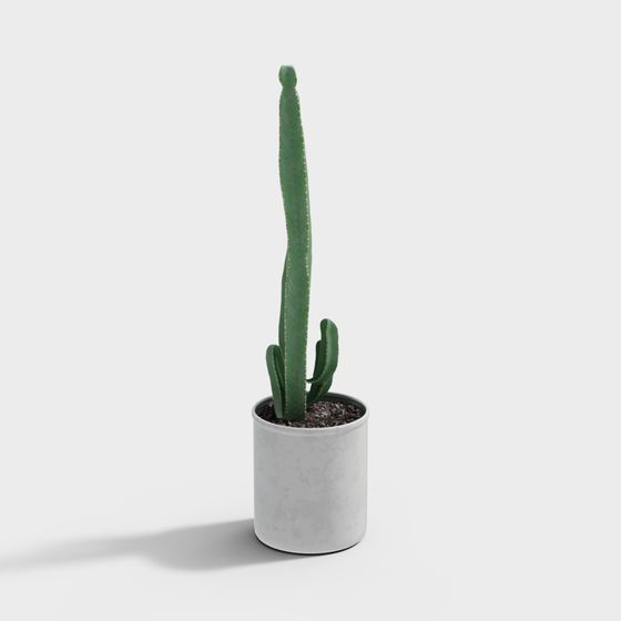 Lively Cactus 3D model in a Modern Pot