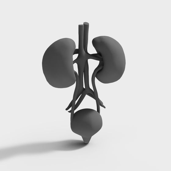 Kidney Anatomy 3D model