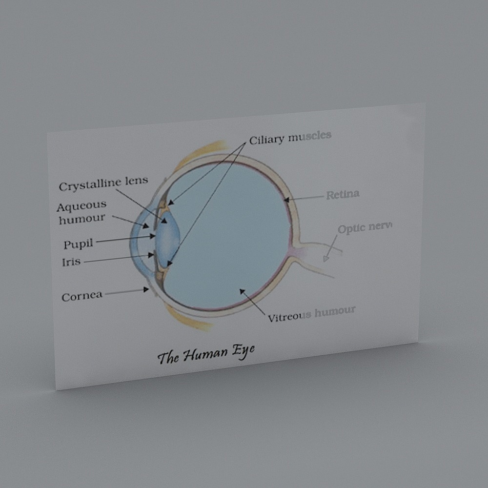 The Human Eye 3D model