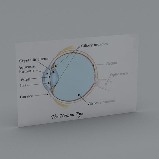 The Human Eye 3D model