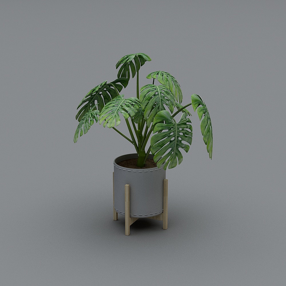 Plant