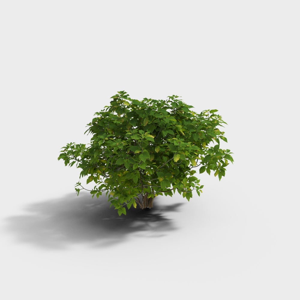 Small green leafy bush with brown trunk and dense foliage on white background