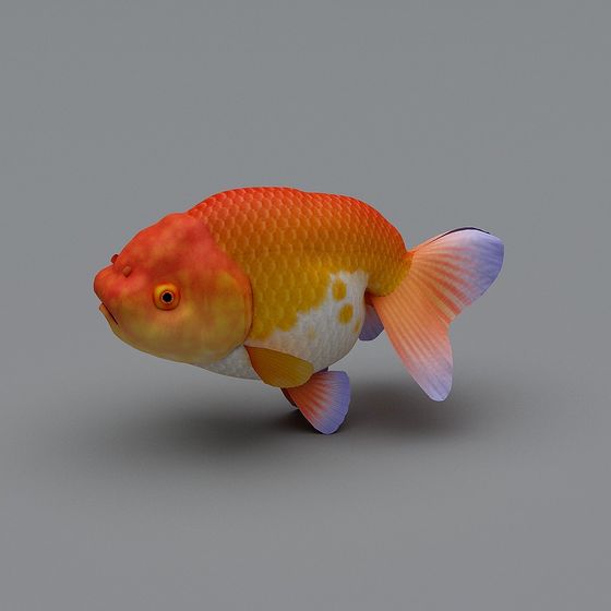 Colorful Goldfish 3D model for Aquatic Design