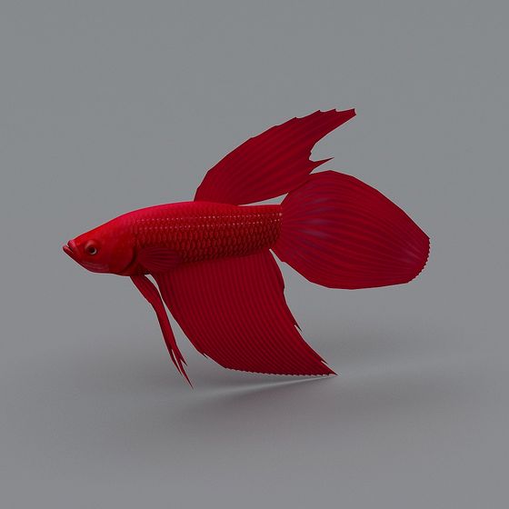 Vivid Red Betta Fish 3D model