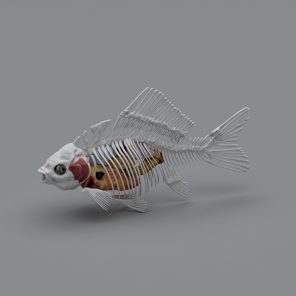 Fish Bone Anatomy 3D Model for Creative Projects