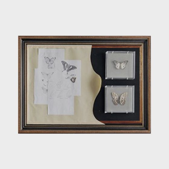 Butterfly Specimen Box 3D model