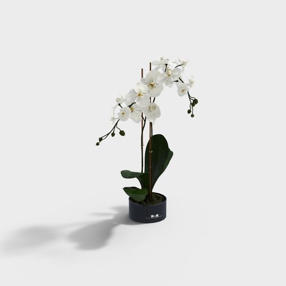 Phalaenopsis Orchid 3D model