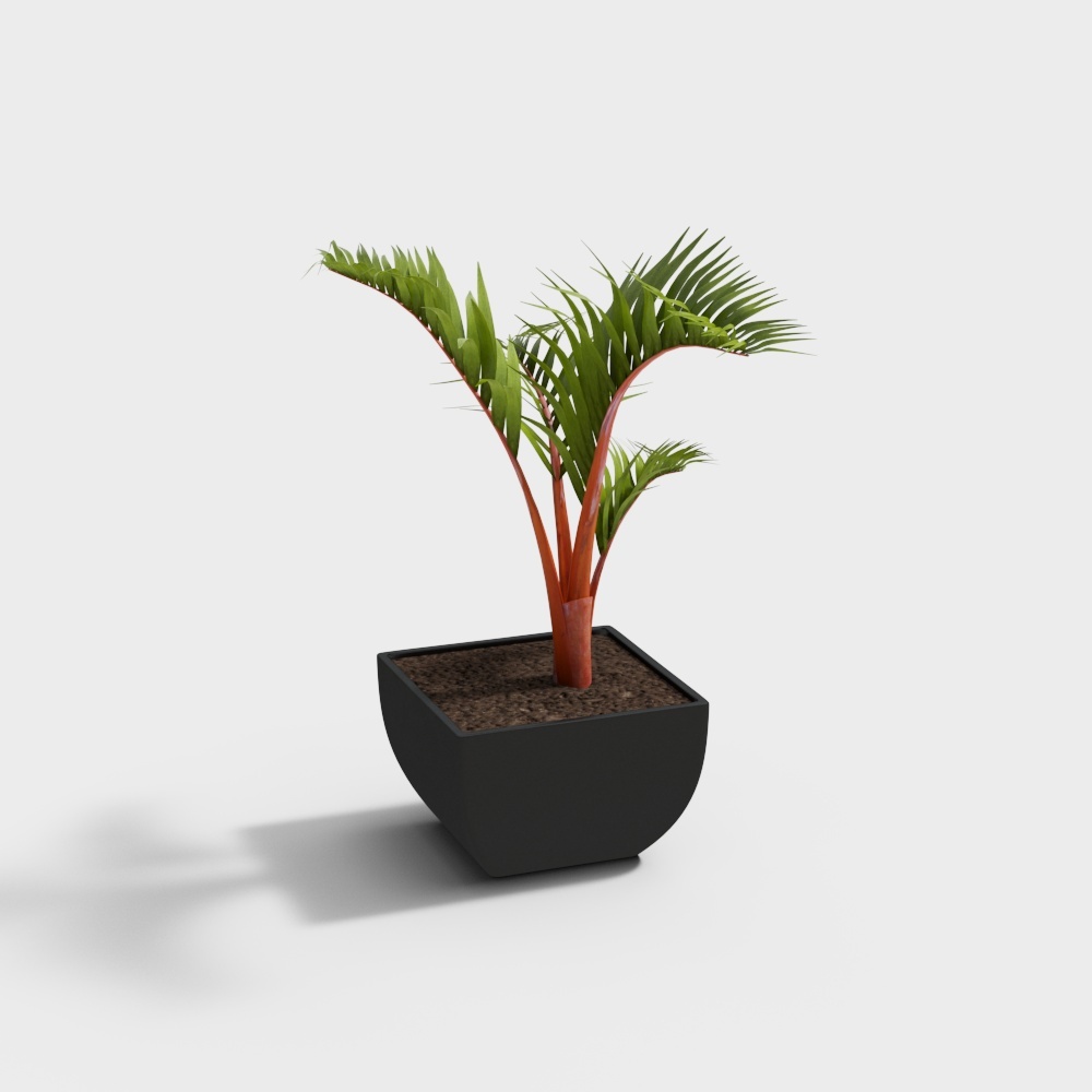 Plante ornementale-27