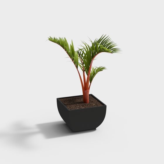 Plante ornementale-27